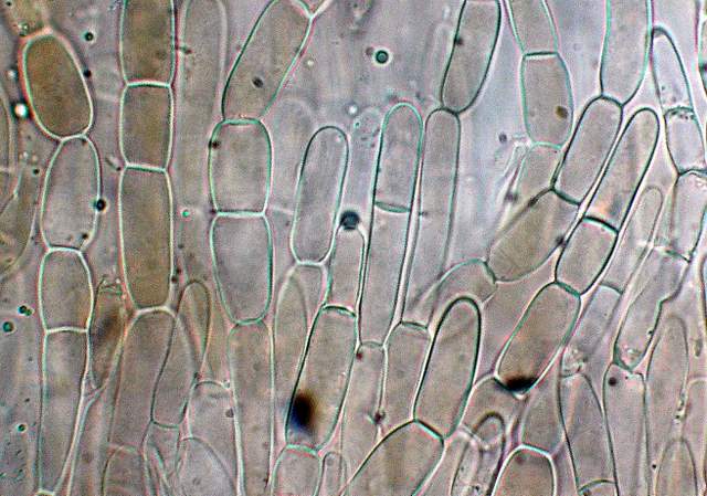 Camarophyllopsis atrovelutina  (Romagn.)  Argaud
